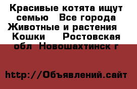 Красивые котята ищут семью - Все города Животные и растения » Кошки   . Ростовская обл.,Новошахтинск г.